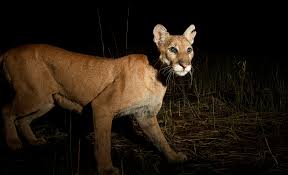 The cougar is a big cat known by many names including panther, mountain lion, puma and up to 80 more, but these are all the same species, puma concolor. Florida Panther Dies On Collier County Road After Vehicle Hits Her Wednesday