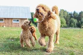 Types Of Poodle Sizes And Mixes With Photos