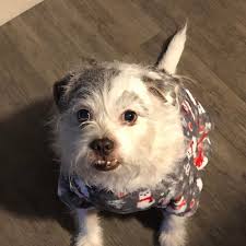 I am so sorry for your loss. Rest in peace Elliott 🙏🙏❤️❤️🙏🙏