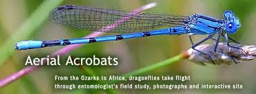 Black And Blue Dragonfly Blue And Black Striped Dragonfly Interactive Sites Dragonfly Dragonfly Images