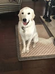 Deep east texas (och) del rio / eagle pass (drt) galveston, tx (gls) houston, tx (hou) killeen / temple / ft hood (grk). Golden Retriever Puppy For Sale In Houston Tx Adn 71245 On Puppyfinder Com Gender Male Age 1 Year 2 Months Golden Retriever Puppy Golden Retriever Puppies