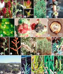 Image result for Amaranthaceae