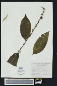 Image result for Casearia battiscombei