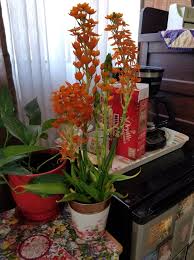 Image result for Cuscuta hyalina