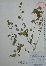 Image result for Sida dregei