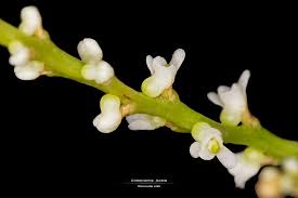 Image result for Microcoelia physophora