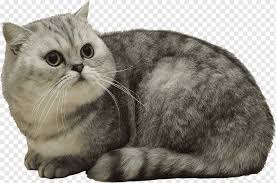 Browse persian kittens for sale & cats for adoption. Exotic Shorthair American Shorthair British Shorthair Persian Cat Burmese Cat Plants Flower Floral Pattern Mammal Cat Like Mammal Carnivoran Png Pngwing
