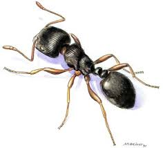Shake it to mix the two and then spray it on ants when you come across them in your kitchen. Pavement Ants