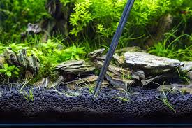 Hence, a good substrate will give you a flourishing planted aquarium, while a bad choice at that will impede your planted tank. How To Set Up A Low Tech Planted Aquarium For Beginners Aquarium Co Op