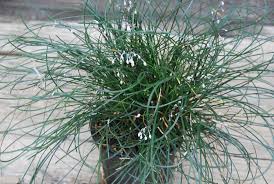 Image result for Otiophora pycnostachys