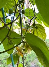 Image result for Indigofera ischnoclada