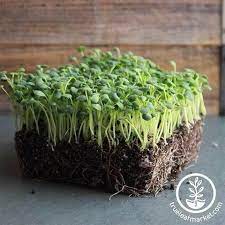 Microgreens Seed True Leaf Market Microgreens Herb Seeds Sage Herb
