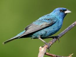 Image result for Indigofera ambelacensis