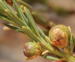 Image result for Clutia swynnertonii