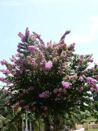 Image result for Bougainvillea sp. cultivar