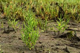 Image result for Salicornia pachystachya