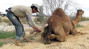 Camel mating and giving birth a baby. Camel Giving Birth To A Baby Camel Video Dailymotion
