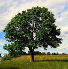 60 gatunków drzew i krzewów pochodzących z obszarów umiarkowanego klimatu półkuli północnej2. Jesion Wyniosly W Doniczce H 70 Cm 7357982122 Oficjalne Archiwum Allegro