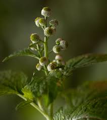 Image result for Dichrocephala