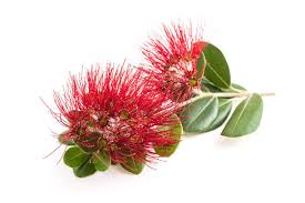 Image result for Myrtaceae