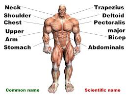 How skeletal muscles are named? Anterior Muscles