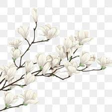 Flowers Png Vector Psd And Clipart With Transparent Background For Free Download Pngtree In 2020 Flower Png Images White Flower Png Flower Clipart Png