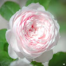Earth Angel&#8482; Rose — Green Acres ...