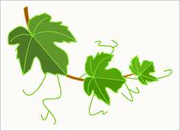 Mettete le foglie di vite in un colapasta, fatele sgrondare e poi trasferitele su un canovaccio pulito stese l'una accanto alla'altra e tamponatele con carta assorbente da cucina. Foglie Di Vite Png Free Png Images Vector Psd Clipart Templates