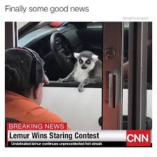 Great job meme great job quotes work quotes you rock quotes team quotes motivational memes inspirational quotes well meme rock meme. Nice Job Lemur Memebase Funny Memes