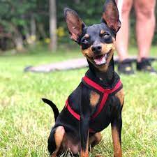 kopek dunyasi adli kullanicinin minyatur pinscher panosundaki pin 2020 minyaturler