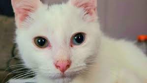 Fundraiser for Adam Ash by Jane MacMurchy : Re-Homing the Adams