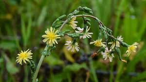 Image result for Lactuca ugandensis