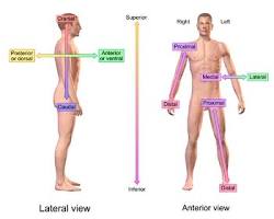 Image of Ventral anatomy