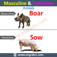 answer what is a female camel called? Masculine And Feminine Masculine And Feminine List Masculine Feminine Masculine