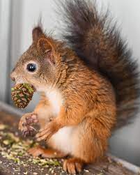 Cuteness Overload On Instagram How We Can Save The Red Squirrels Health It Is Important Not To Start Feeding Th Red Squirrel Baby Squirrel Squirrel