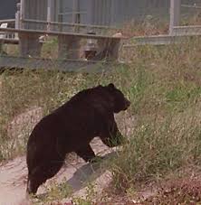 Black Bear Population By State 2019 Bear On The Island In 1995 Topsail Island Surf City Topsail Island Surf City Nc