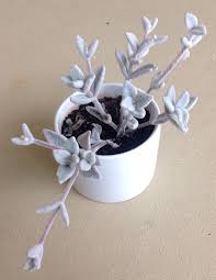 Kalanchoe Eriophylla Snow White Panda Succulents Cactus Planter Pots