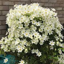Check out evergreen clematis on ebay. Clematis X Cartmanii Joe Clematis Joe Uploaded By Acornbank