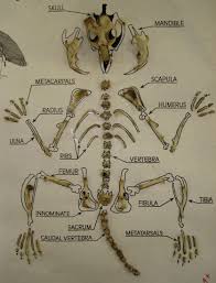 Owl Pellet Lab Report