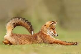 So Playful This Pose Animals Cute Animals Animals Beautiful