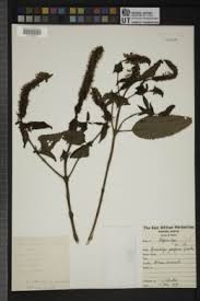 Image result for Coleus kapatensis