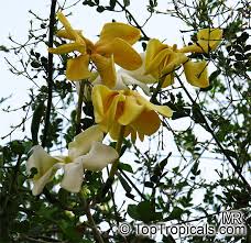 Image result for Gardenia subacaulis