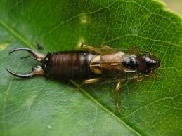 Feb 14, 2020 · how long do earwigs live? Forficula Auricularia Wikipedia