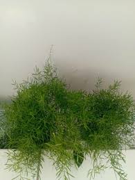 Image result for A. densiflorus Sprengeri