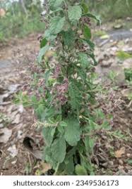 Image result for Laggera crispata