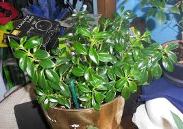 This small tree can easily be pruned into a shorter, shrub form. Shiny Green Plant With Shiny Orange Bell Shaped Flowers