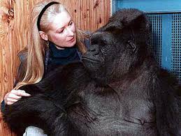 This article may contain major plot or ending details. When Was Koko The Gorilla S Death How Did She Learn Sign Language And When Did She Meet Robin Williams