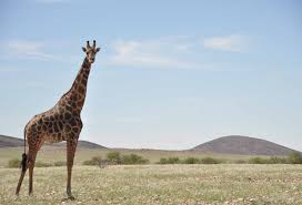 Annual Report 2016-17