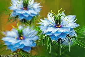 Send flowers and gifts to family and friends in the uk. Try Sowing In Summer Savvy Gardeners Are Sowing Seeds In Late Summer Rather Than Waiting For Next Spring And The Results Are Terrific Daily Mail Online