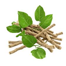 Image result for Withania somnifera